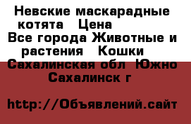 Невские маскарадные котята › Цена ­ 15 000 - Все города Животные и растения » Кошки   . Сахалинская обл.,Южно-Сахалинск г.